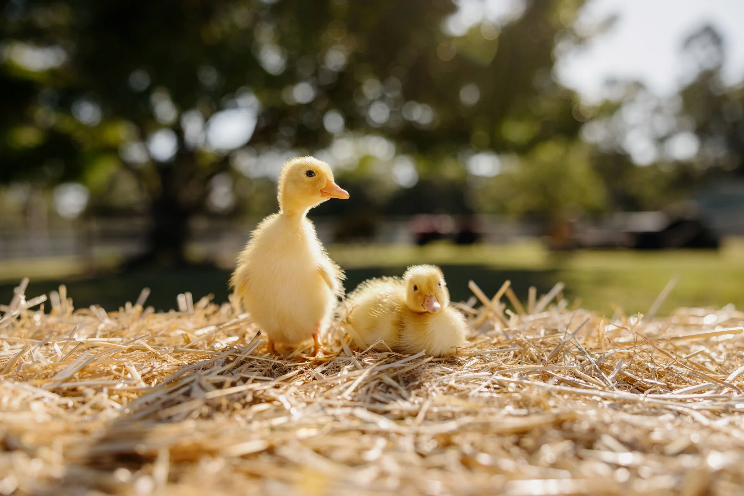theme-park-gold-coast-photography-paul-bamford18.jpg