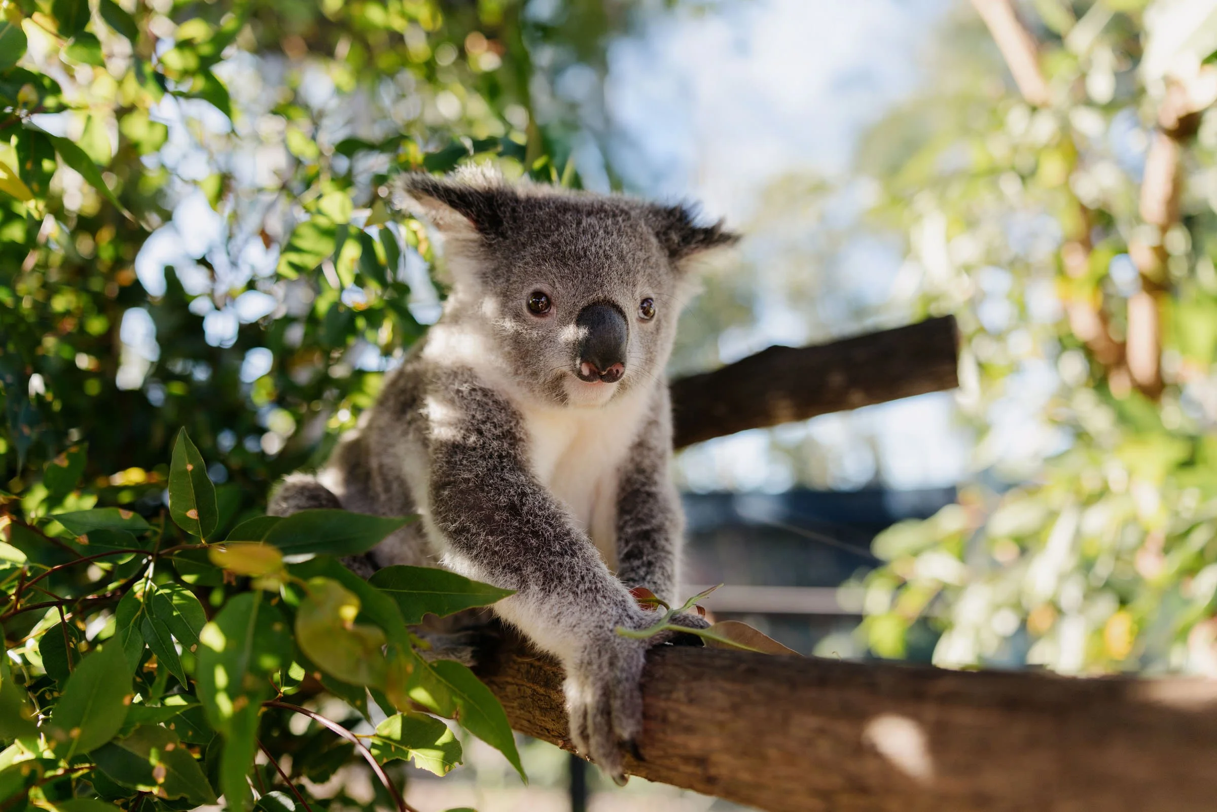 theme-park-gold-coast-photography-paul-bamford14.jpg
