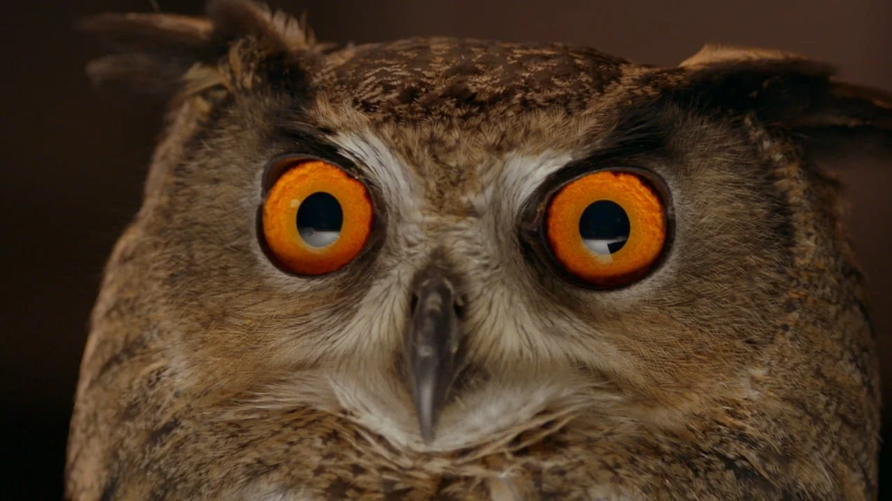 owl.jpeg