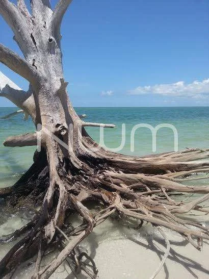 Florida State Parks....the Real Florida