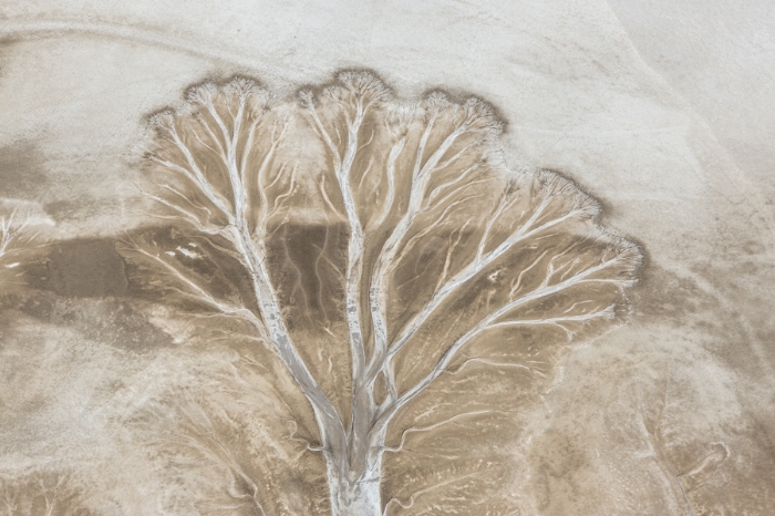 L'ARBRE IMAGINAIRE by Martine Perret