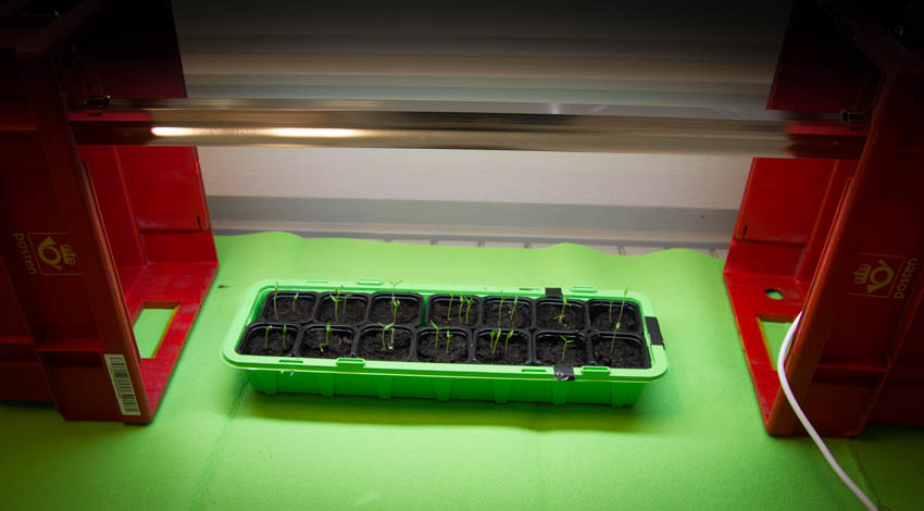 Man tager hva man...hager ? På kontorene til Hageselskapet var det tomme postkasser og binders som ble løsningen for oppheng av vekstlys. Chilli og paprika trives på jobb.