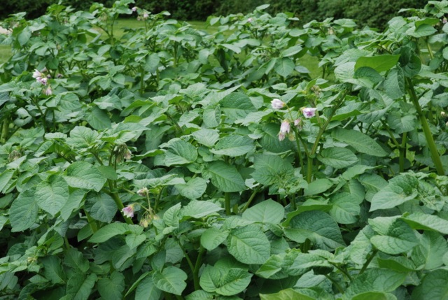 Giftig Både gresset og blomstene er giftige