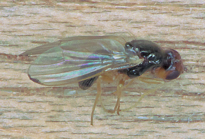 Gulrotflue ( Psila rosae ) Foto:Rasbak/Wikipedia