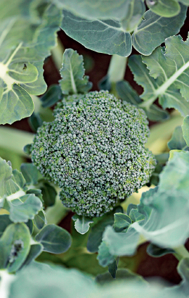 Broccoli
