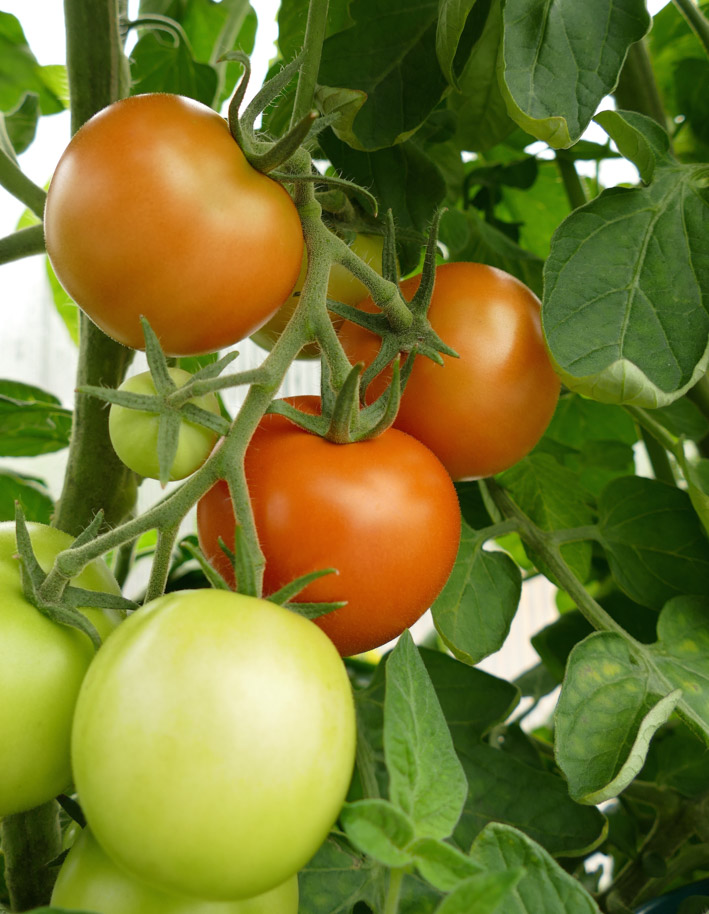 Det at tomatplanten setter frøstand er en forutsetning for å høste frukten.