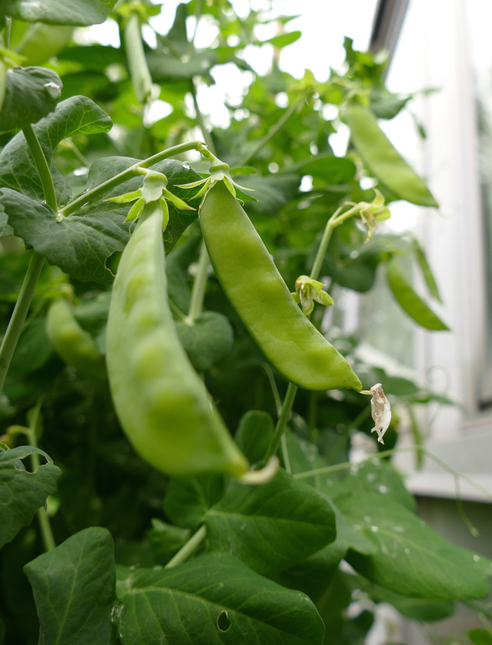 Hos sukkererter er det frøene vi spiser. Vi sier likevel ikke at planten har gått i stokk.
