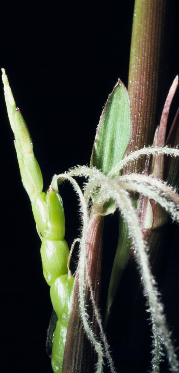 Teosinte er forløperen til dagens mais. Foto Wikimedia Commons