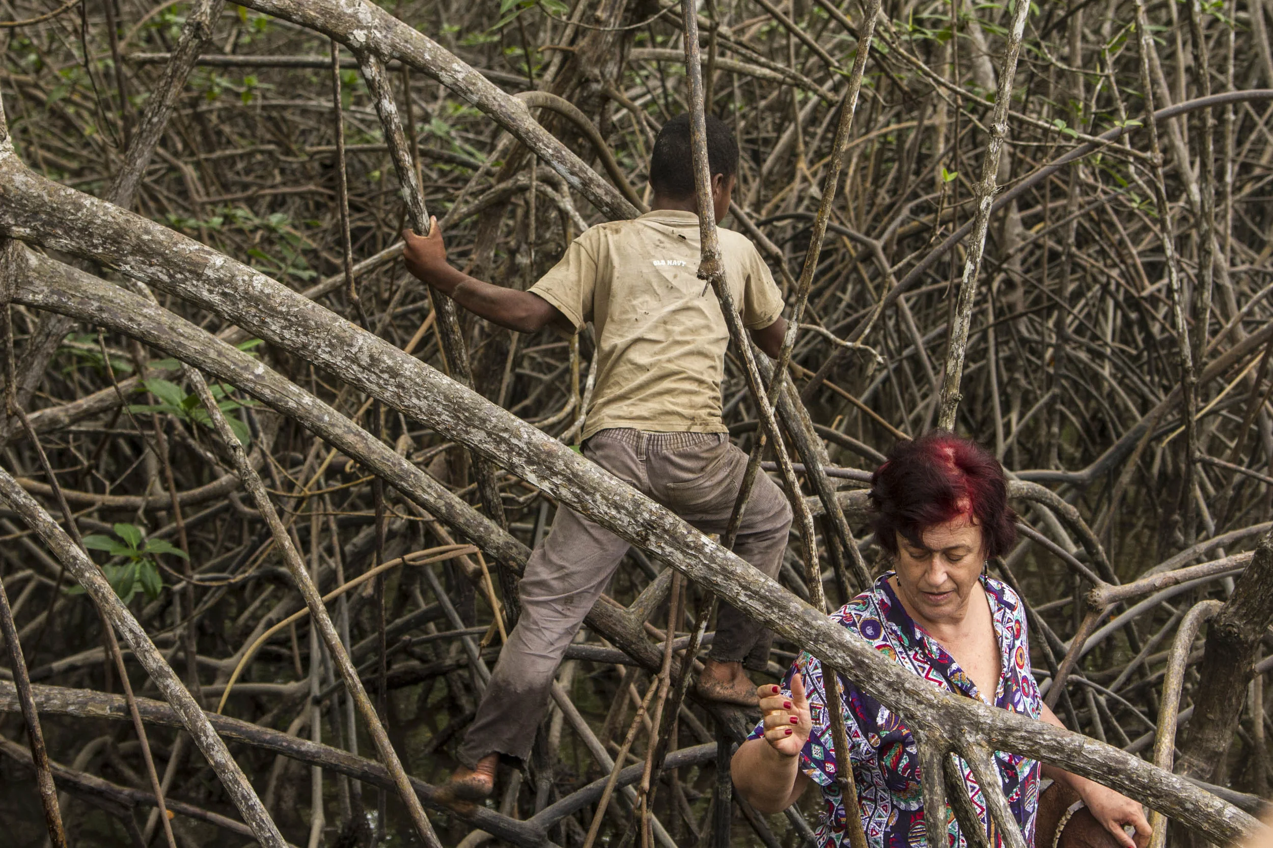 Picking up "Piangua" in a jungle of mangroove