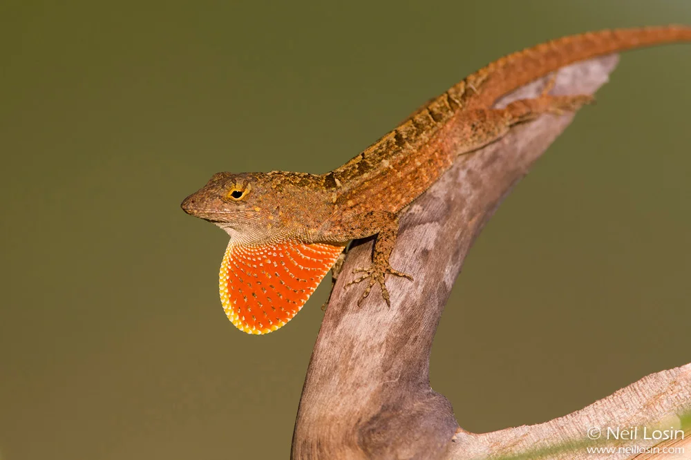 Anolis Research — Neil Losin Photography