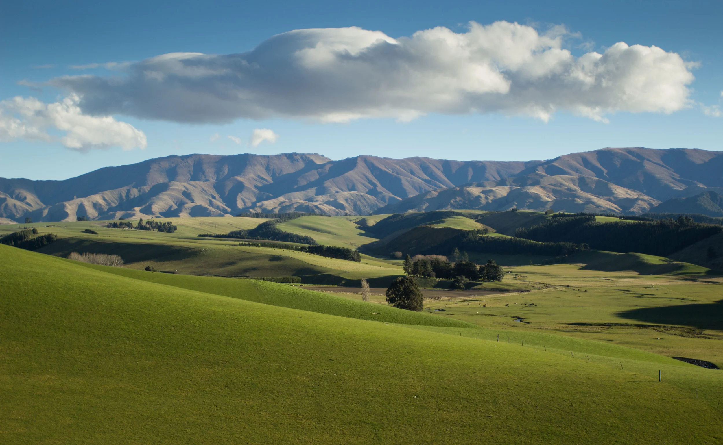 Where Our Merino Wool Comes From and Why It Matters — Chasing Windmills