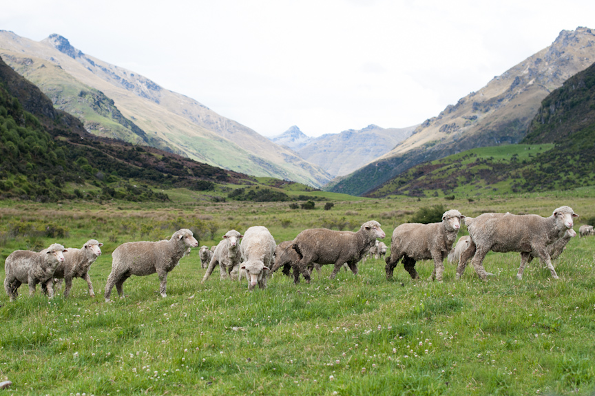 Merino Sheep in their Natural Element at Cecil Peak Station (New Zealand)