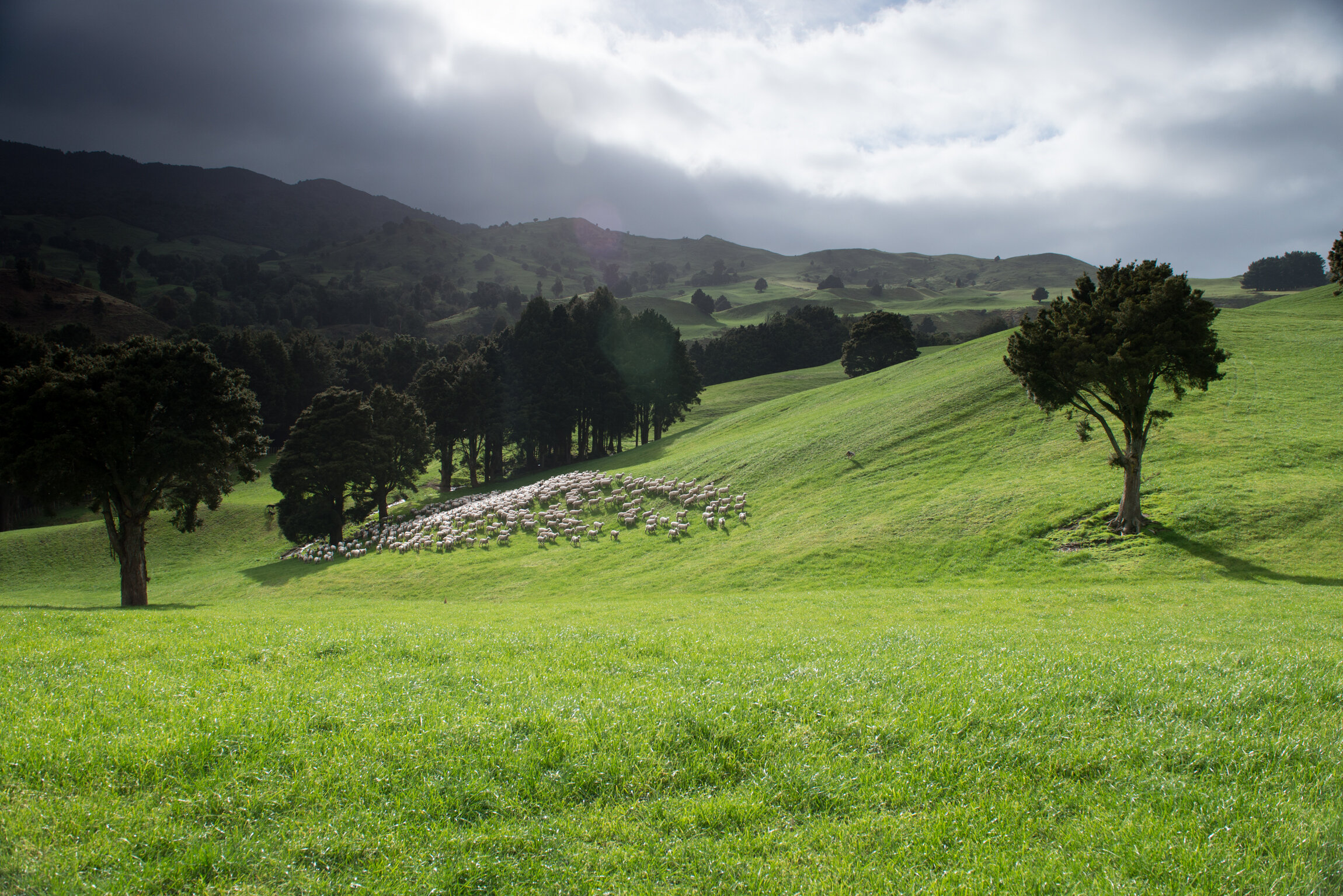 New Zealand green landscape with tree and sheep flock.JPG