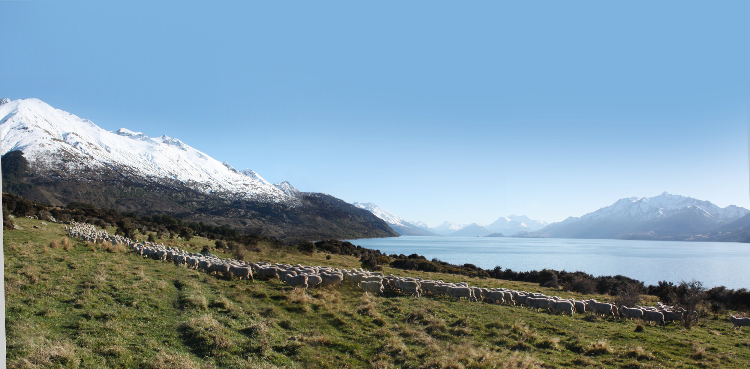 sheep and mountains.jpg