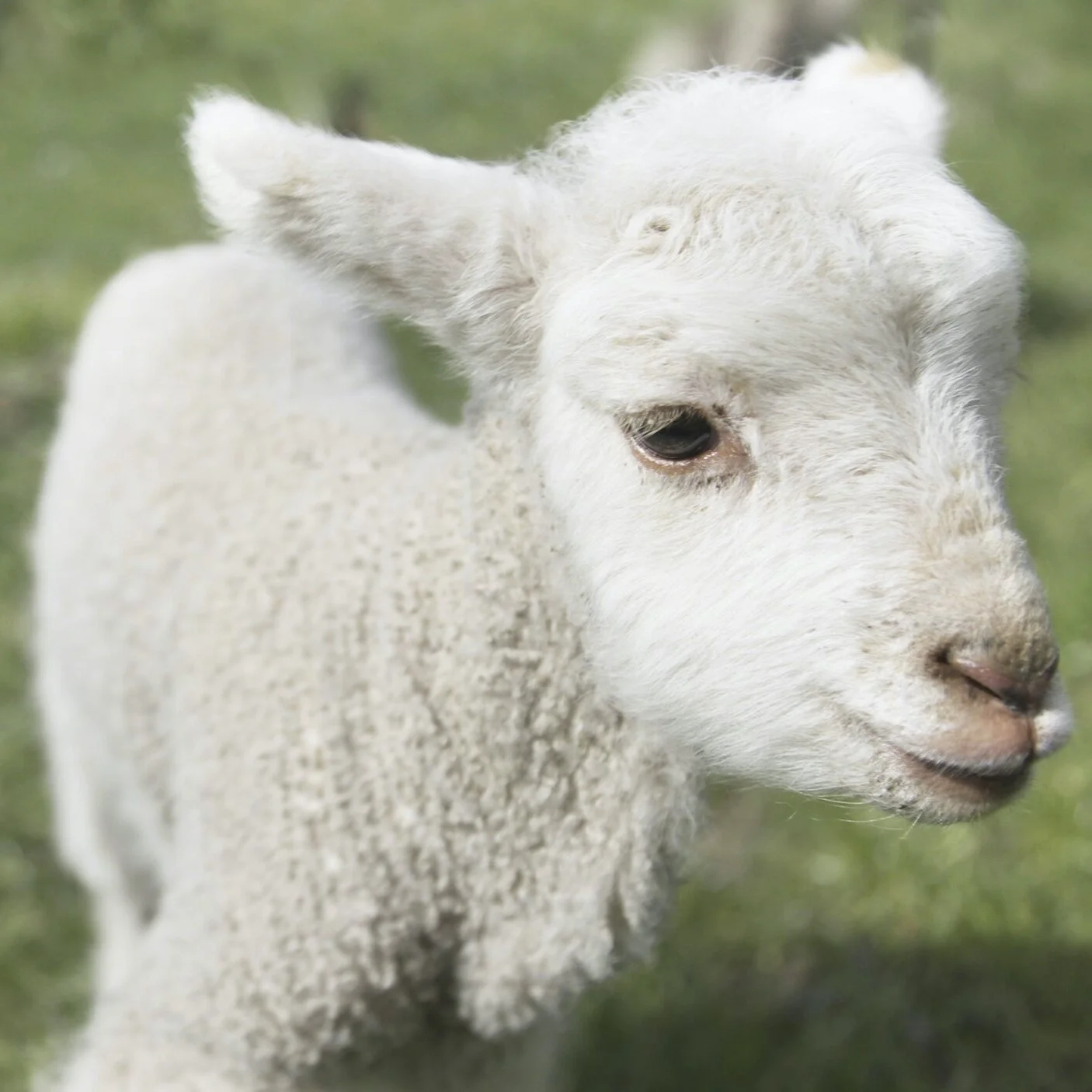 Why Merino — Chasing Windmills