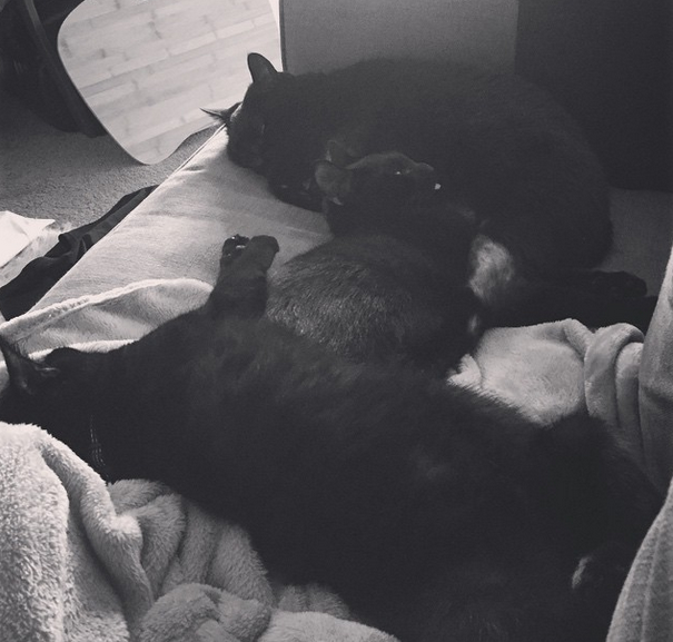 All three kitties sleeping on the couch together!