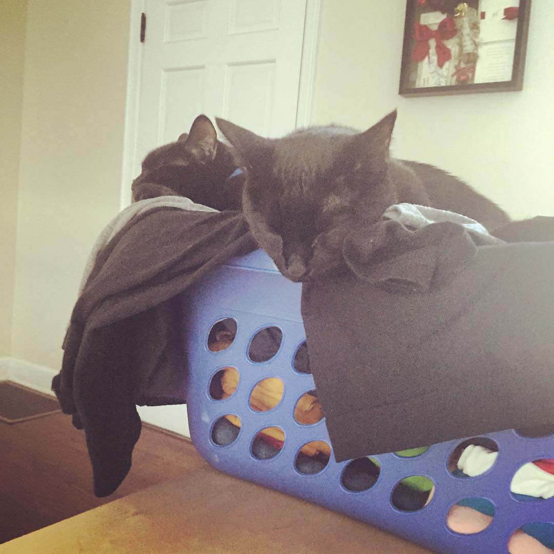 Clean laundry makes the best kitty bed!