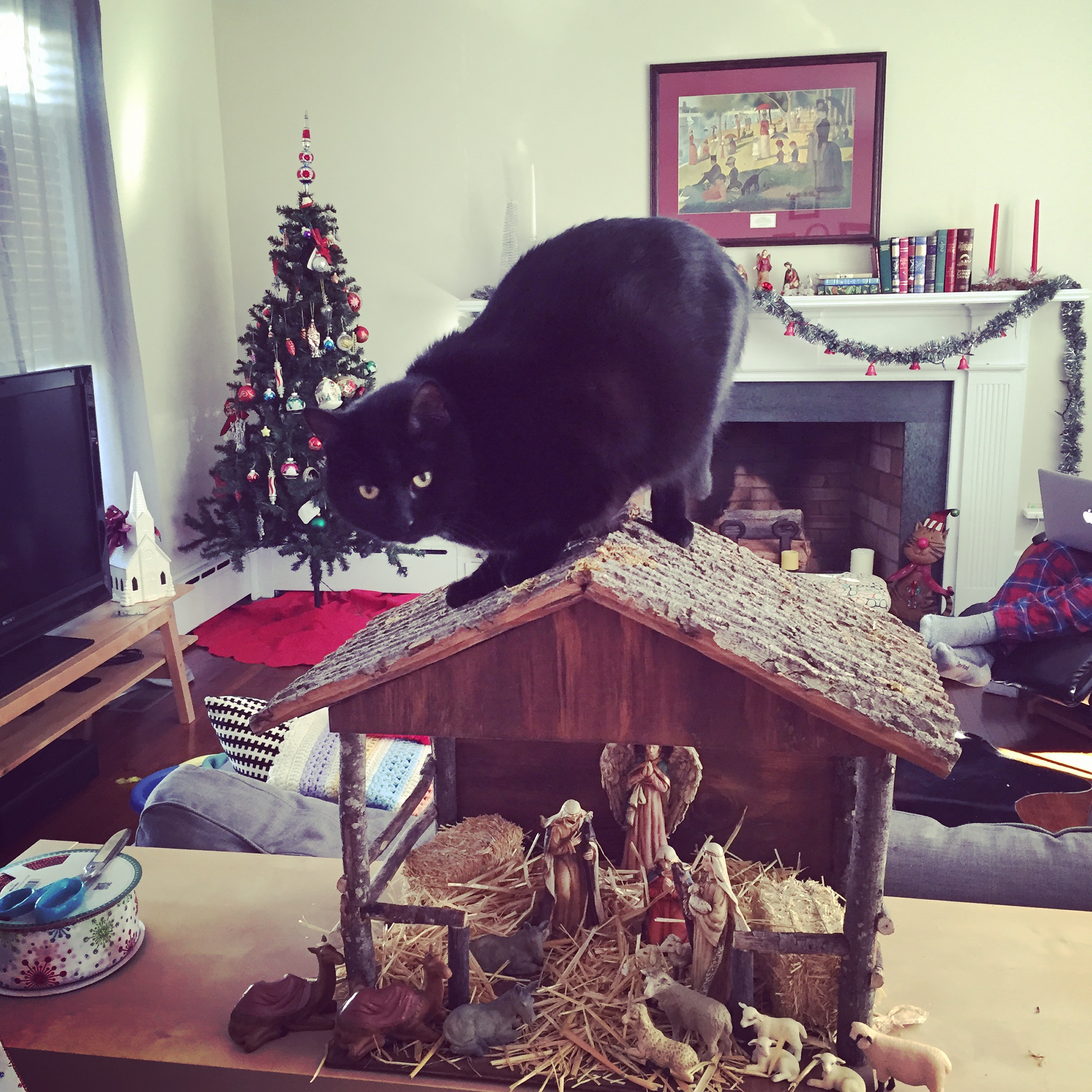 And lo! The kitty of the Lord came upon them, and they were sore afraid! #murtaugh