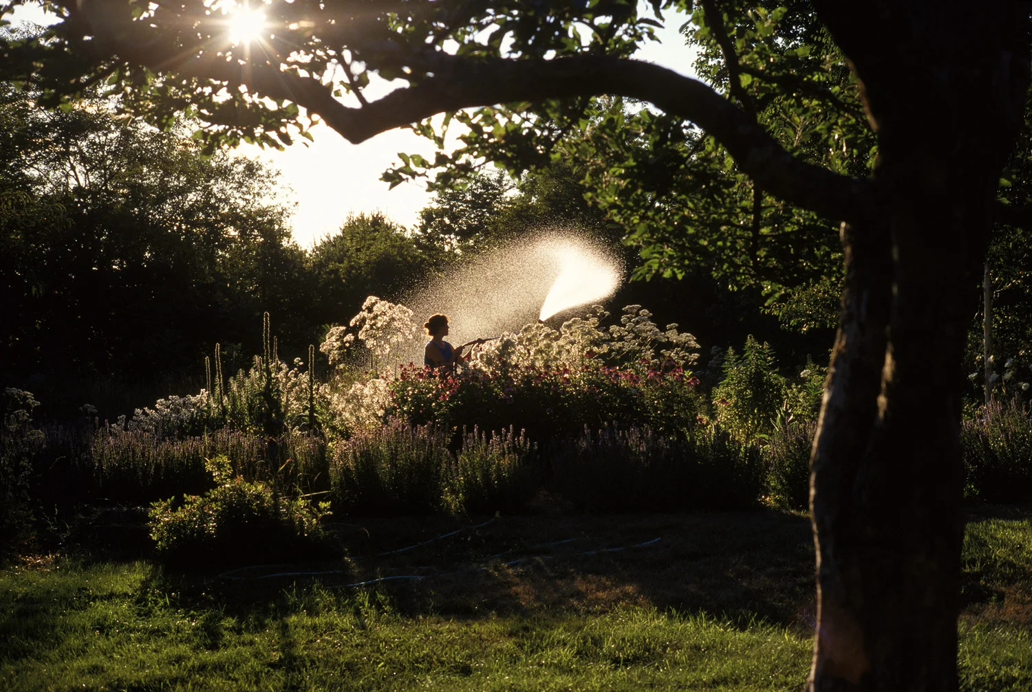 garden.jpg