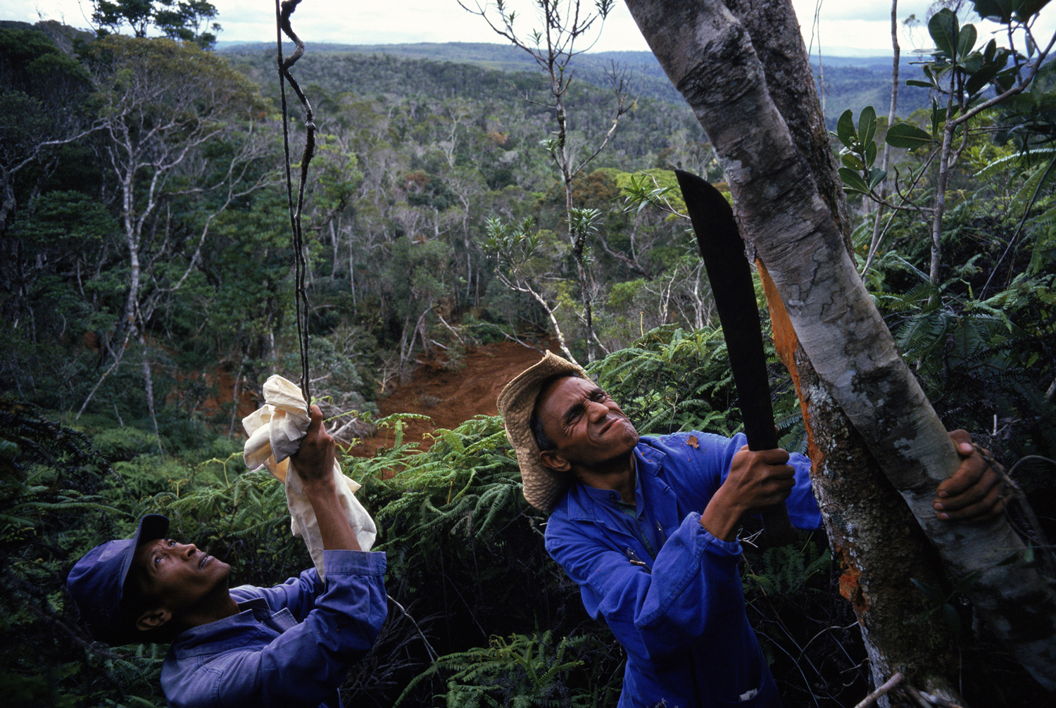 treeguys.jpg