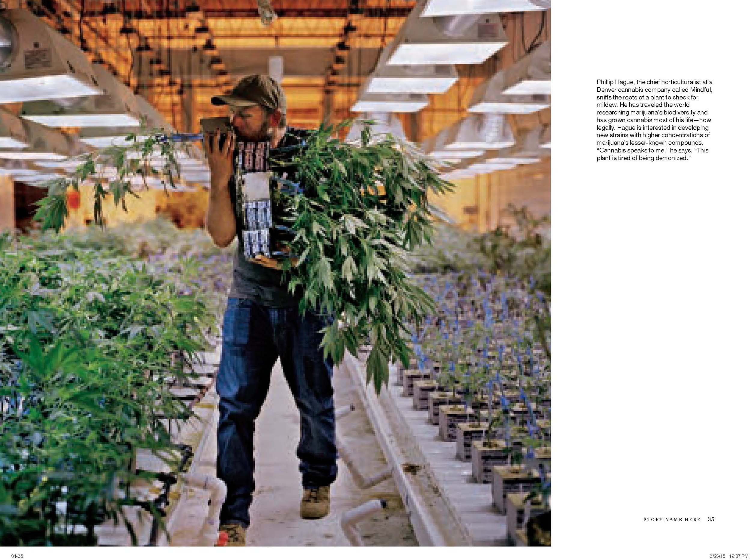 Cannabis_NG Layout March 2015_Page_03.jpg