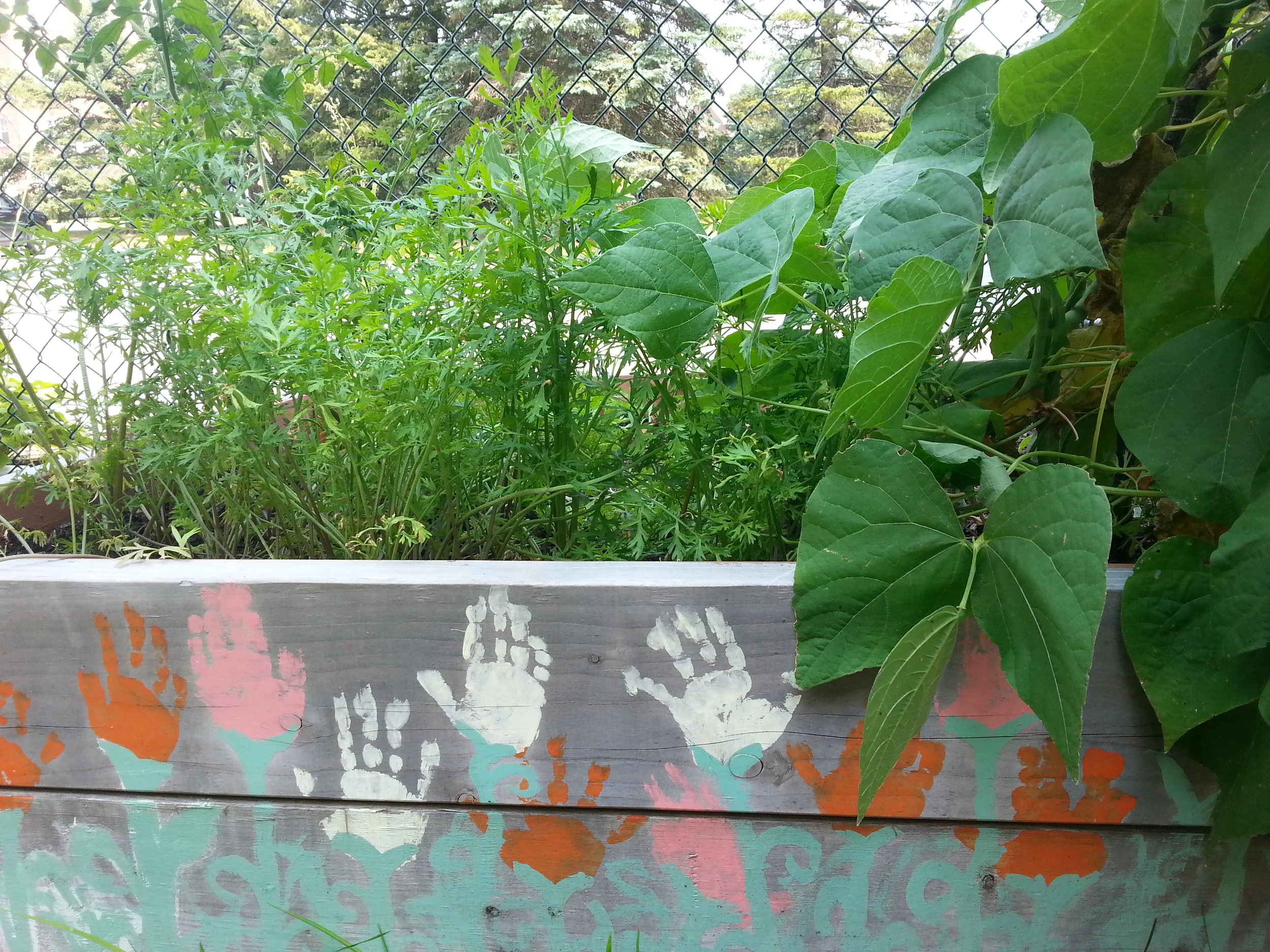 Carrots, green beans, and cucumbers thriving in our child-planted and tended vegetable garden!