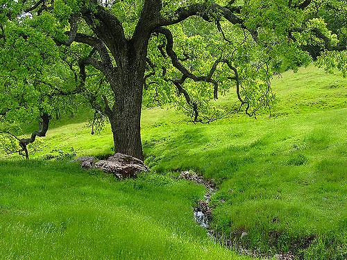 Be a Tree