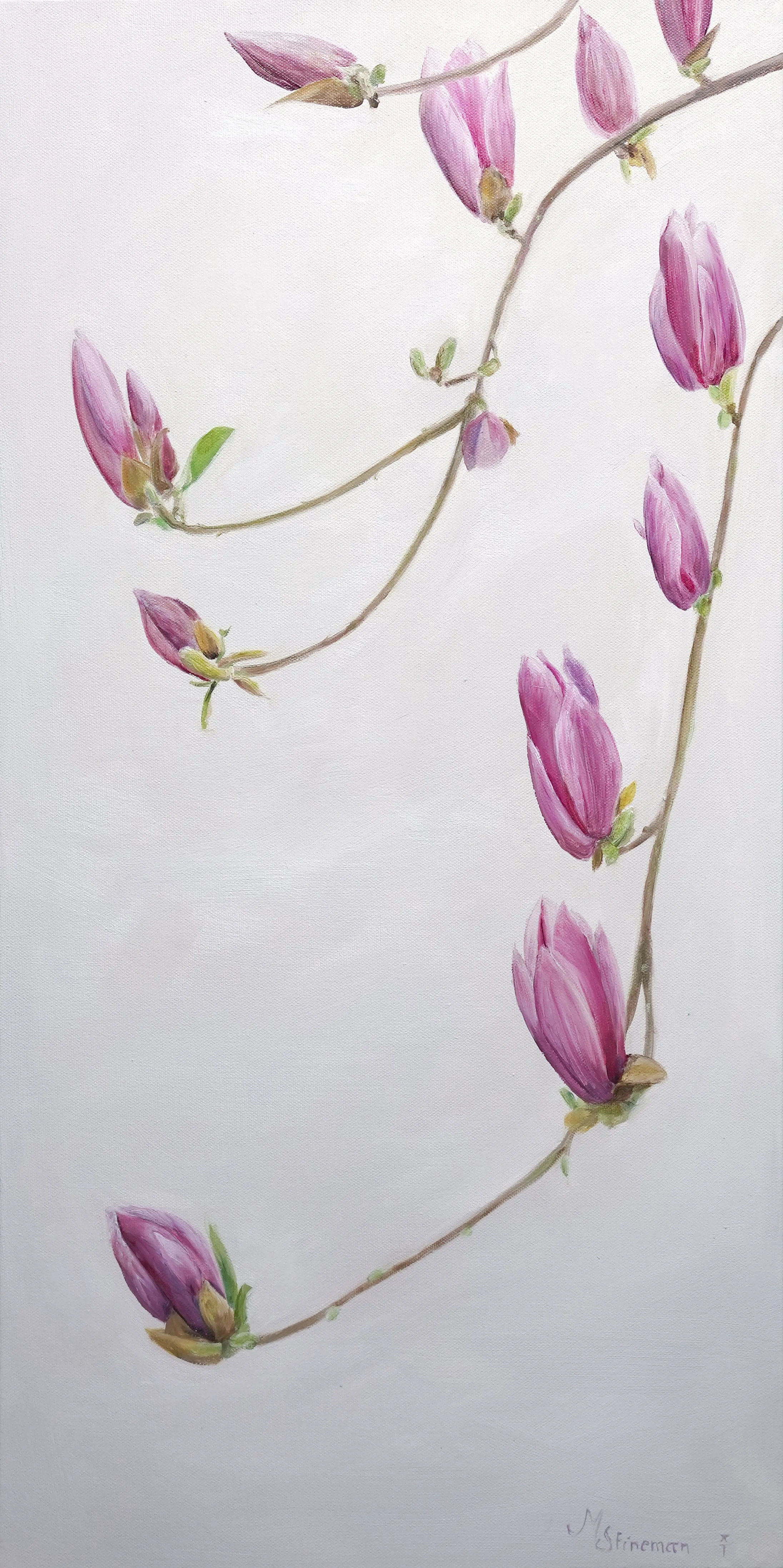 Magnolia