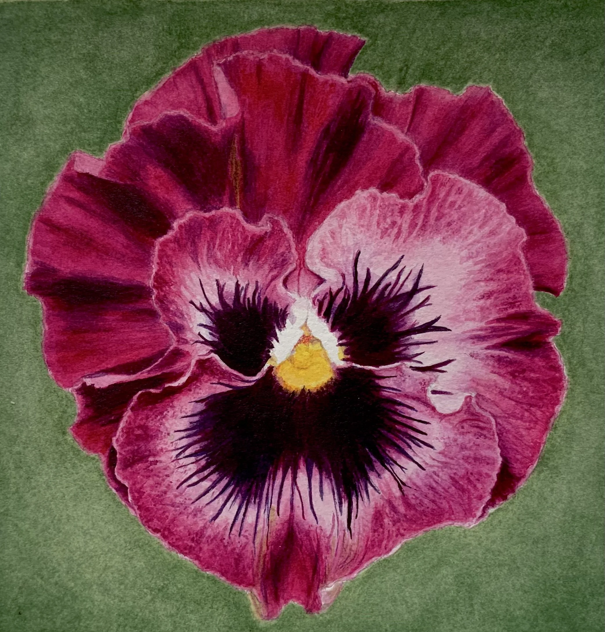 Dahlia de Amiga
