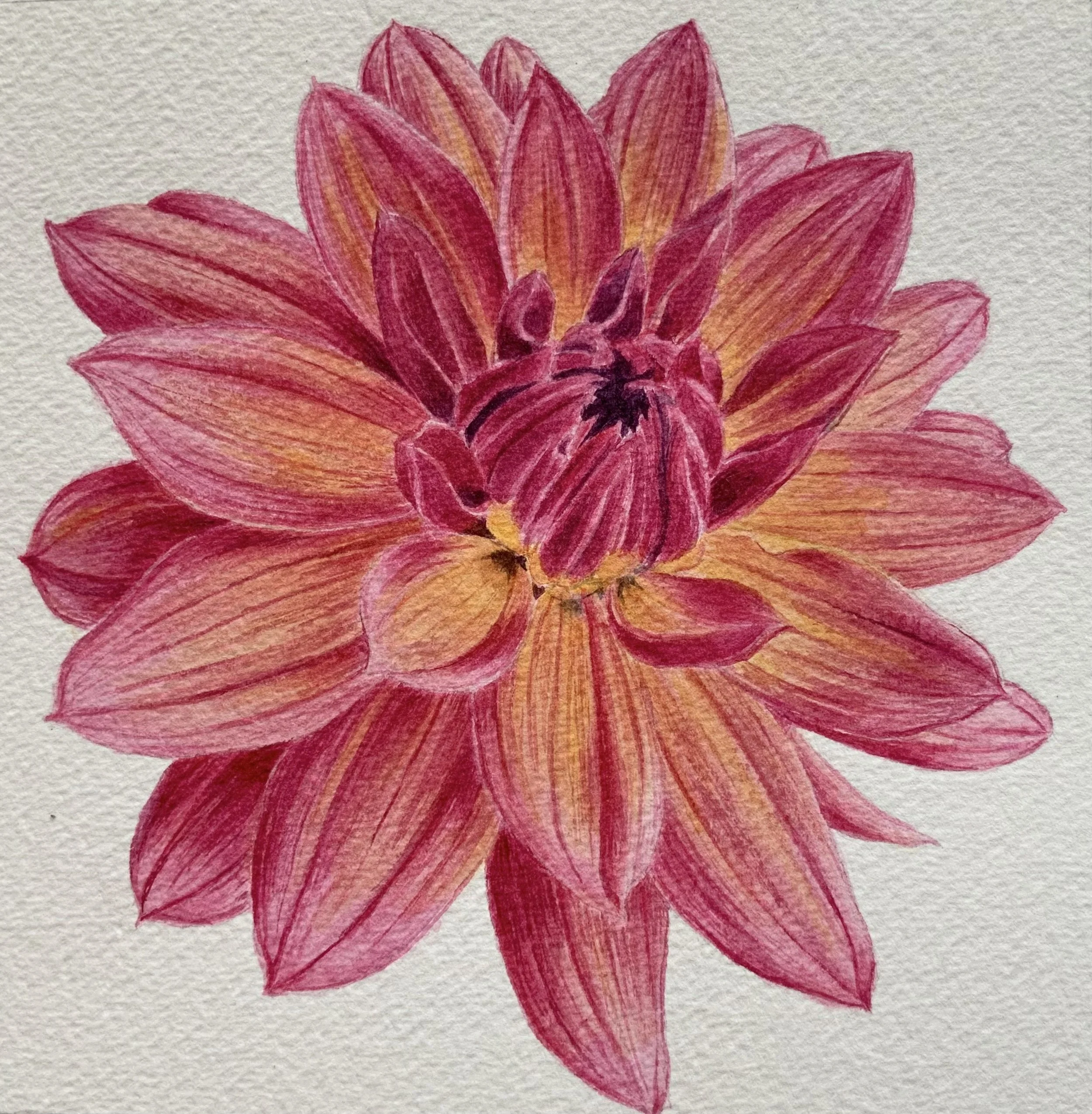 Birthday Pansy