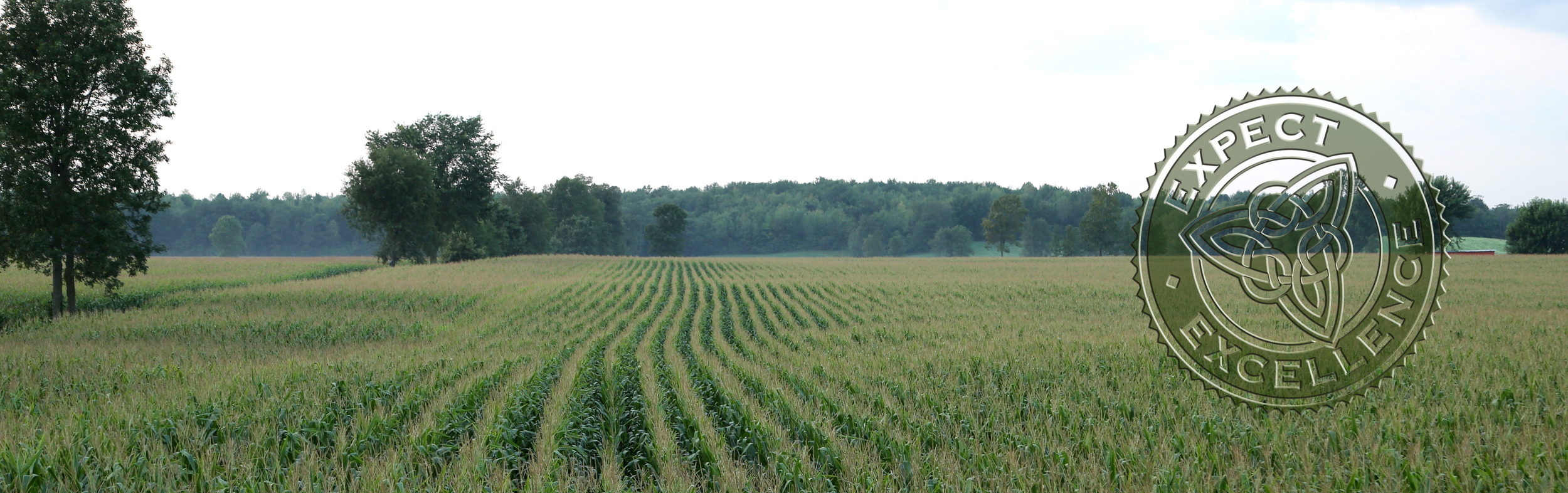 cornfield1.jpg