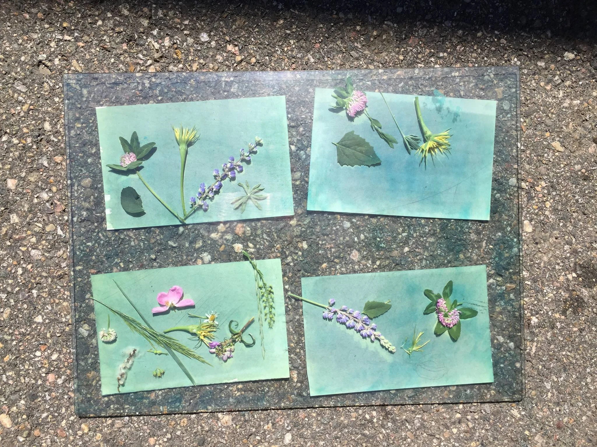 cyanotypes 2.jpg