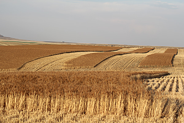 The new combine is equipped with auto-steer, so you can push a button and it will steer a straight line down the field. Here the swaths in the middle were left at just the right width for the other combine to pick up.