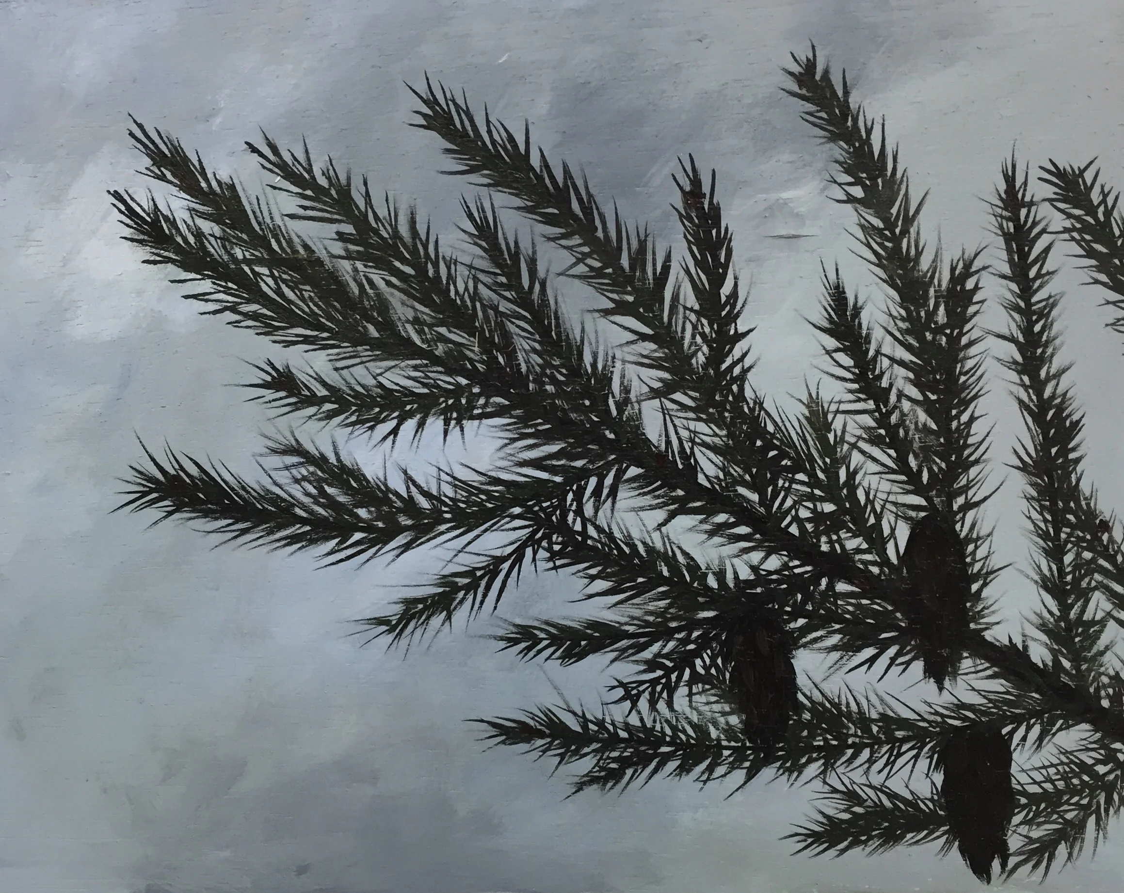 Douglas Fir