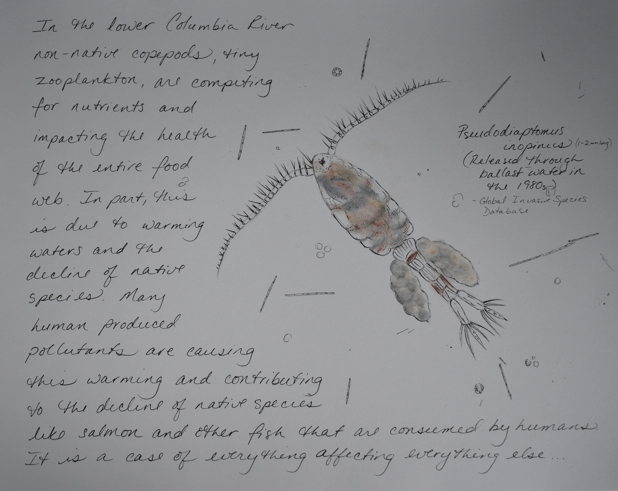 Copepod Field Note