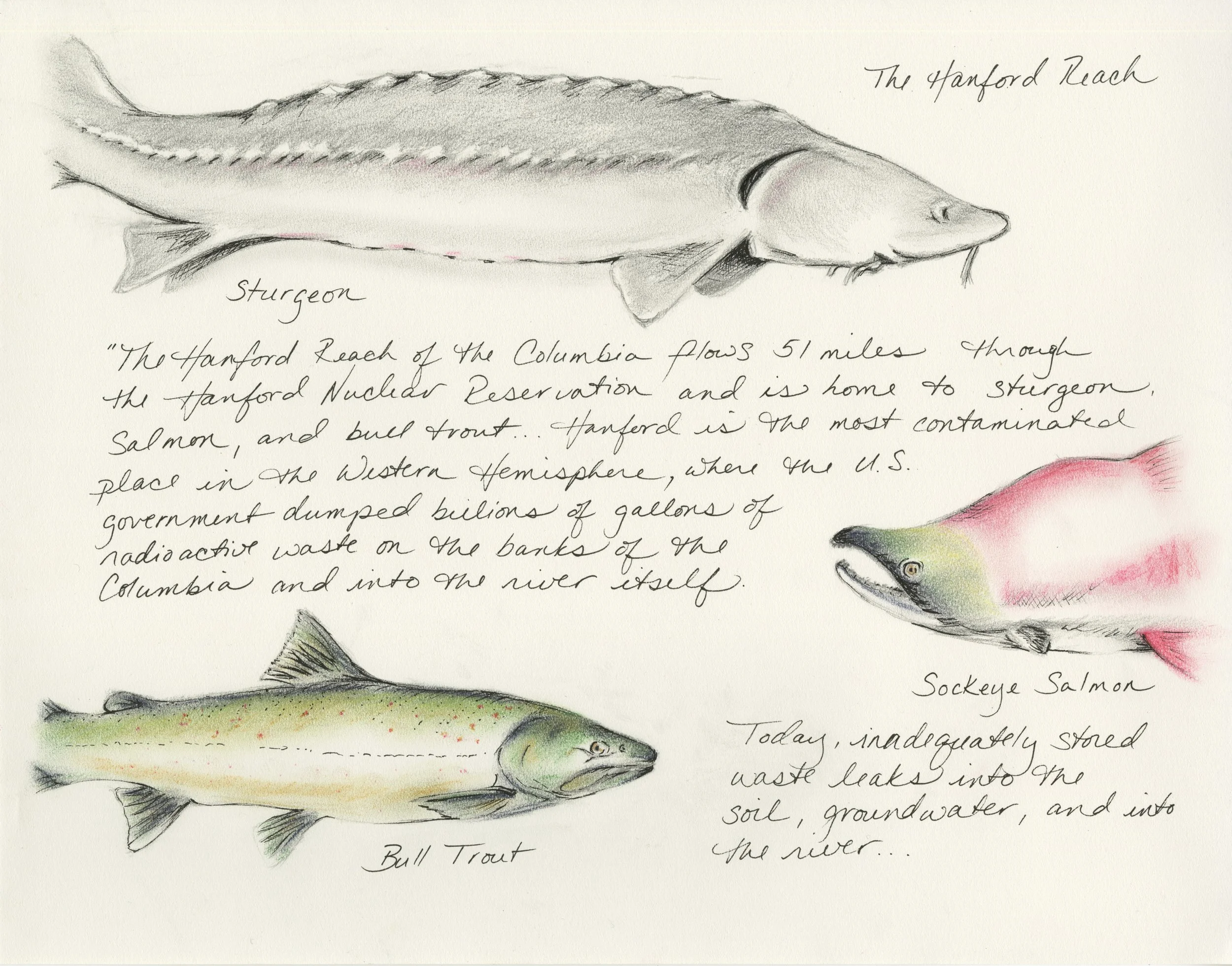 Hanford Fish Field Note