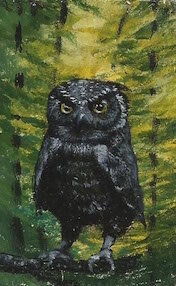 Julio the Owl, Portland, OR