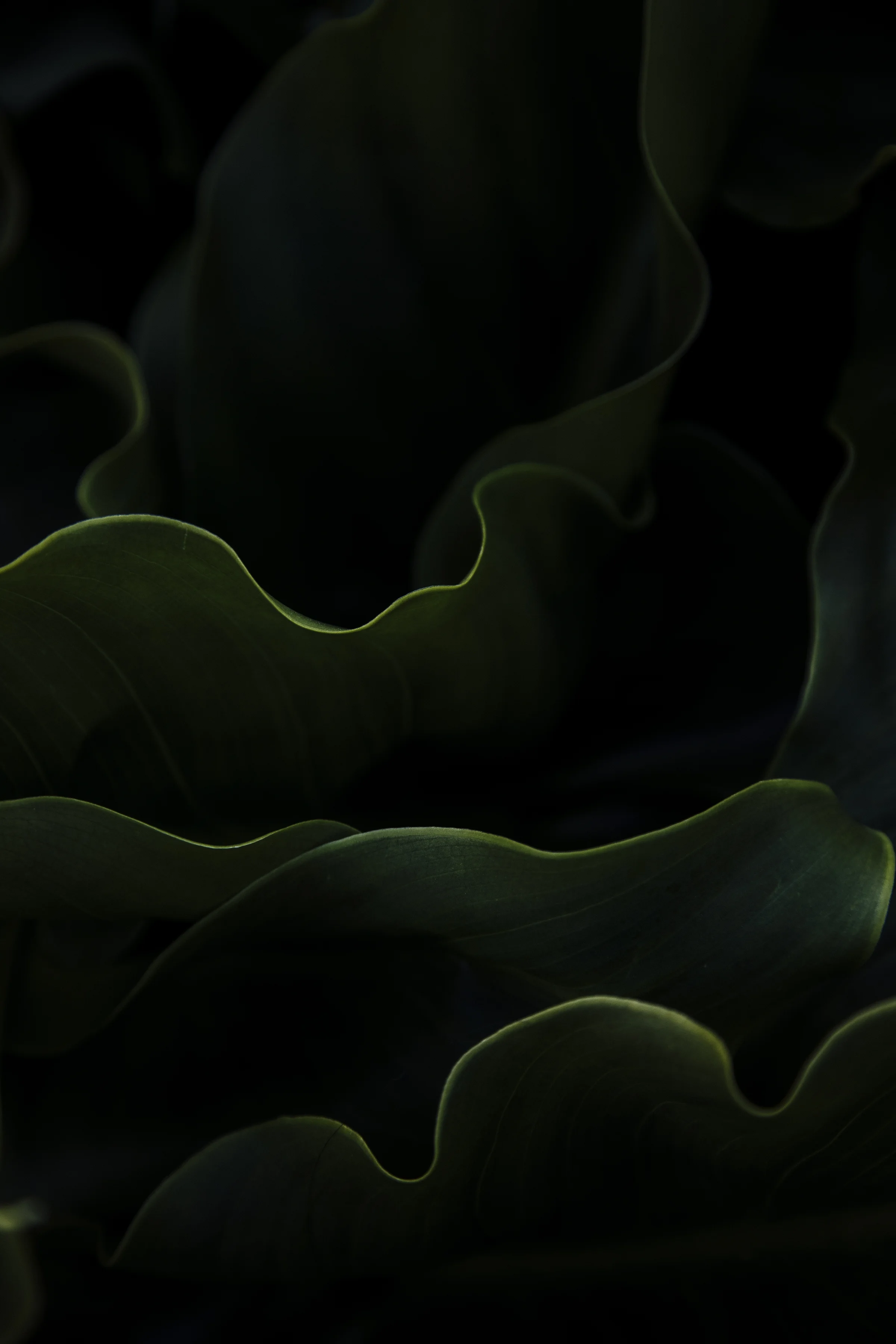 CA Image 3.jpg