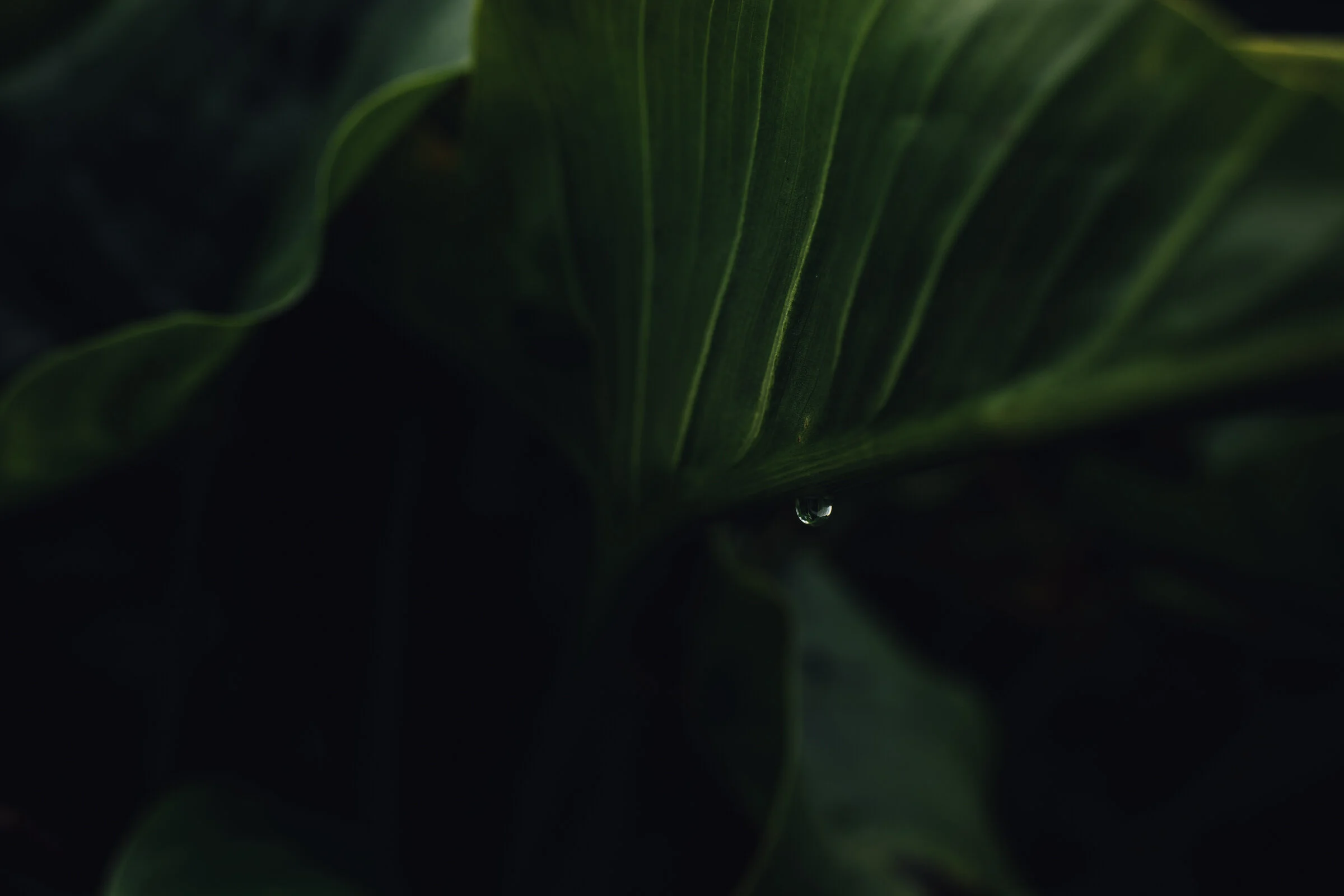 Calla Lily-8570.jpg