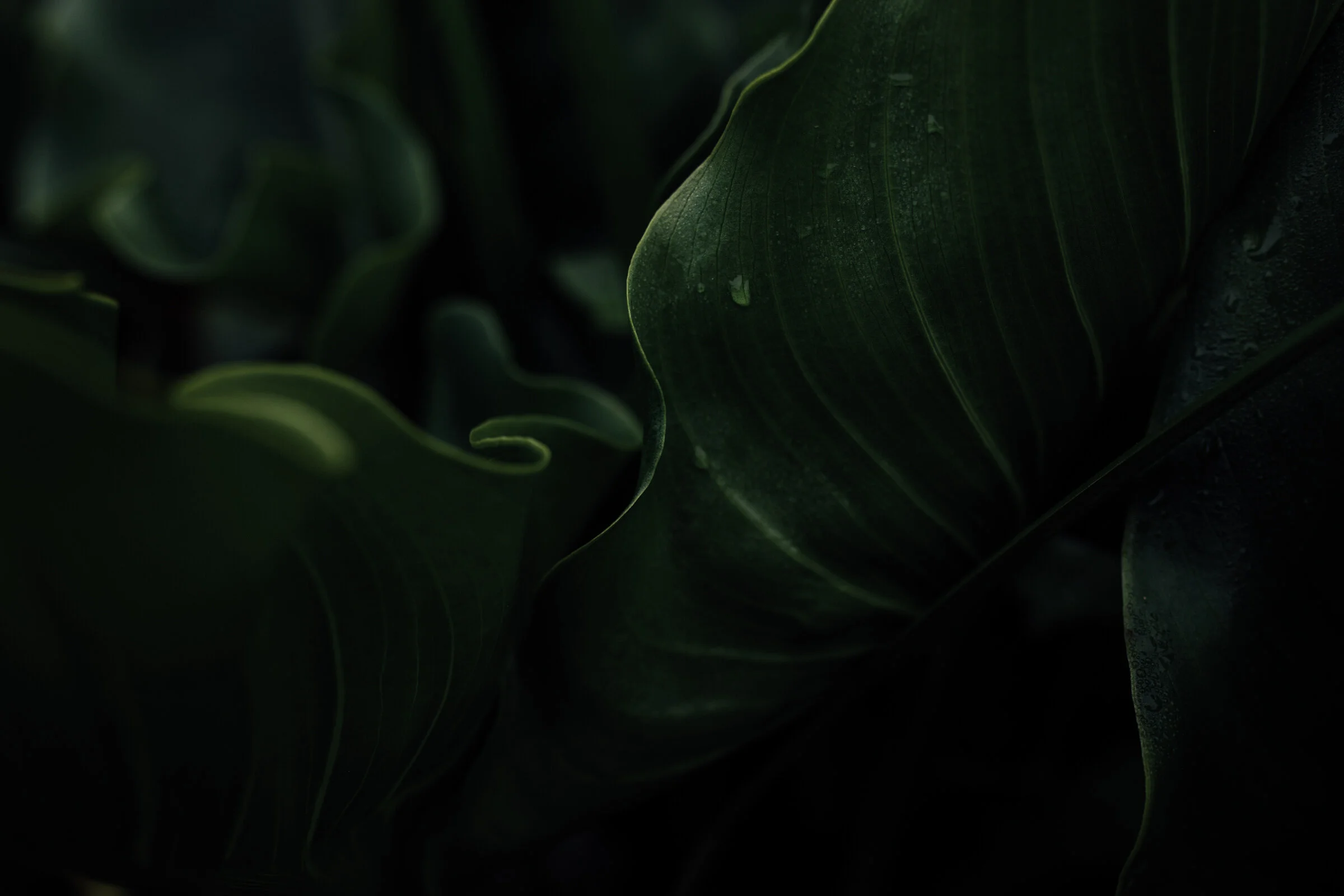 Calla Lily-8584.jpg
