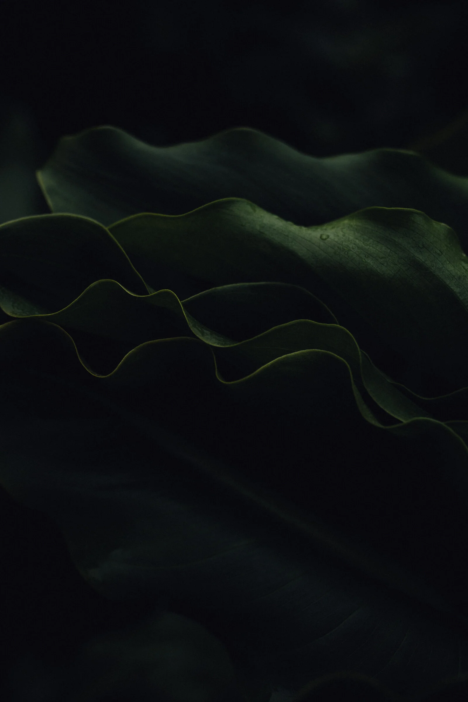 Calla Lily-8662.jpg