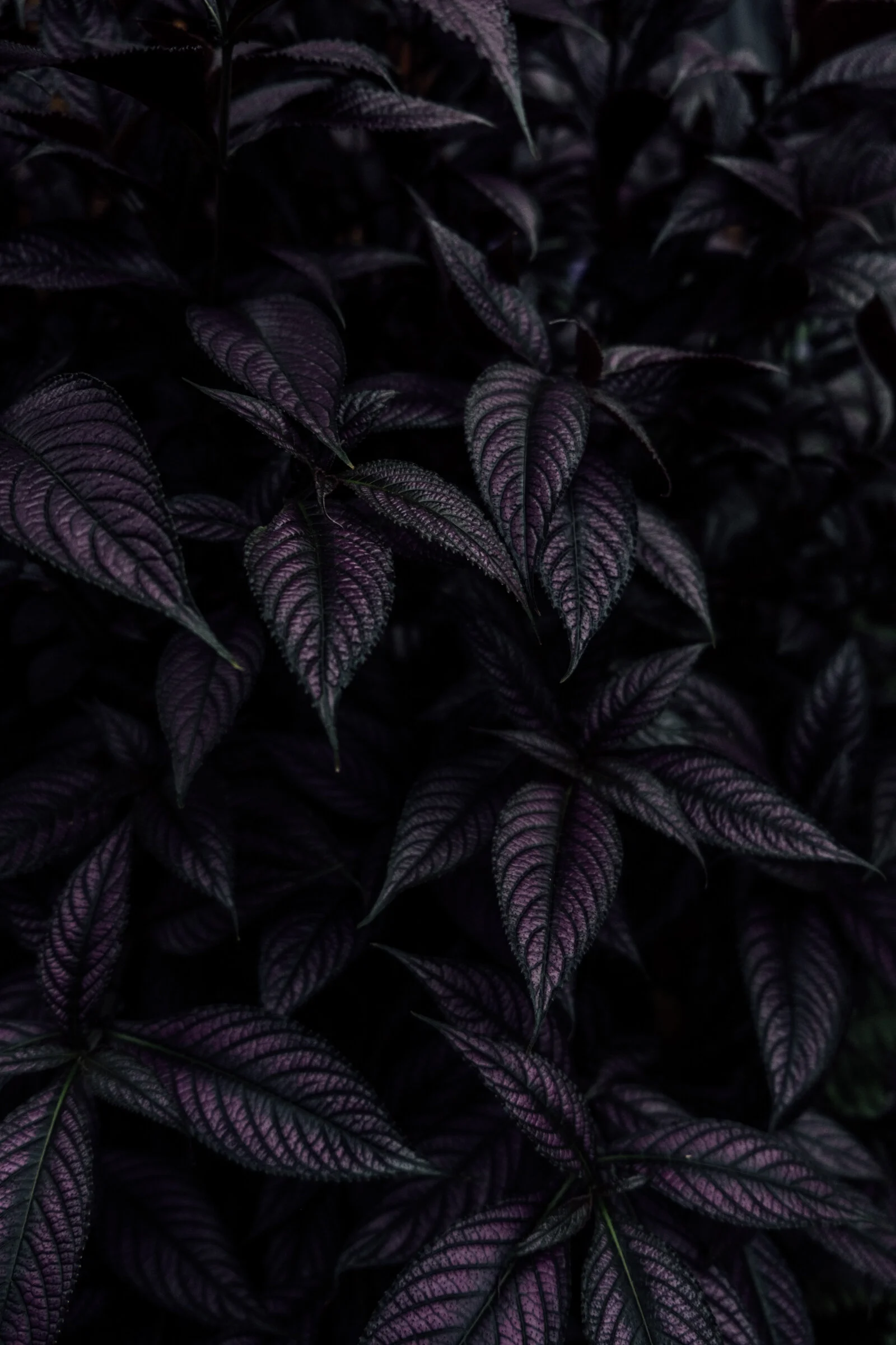 DC Botanical garden-1144.jpg