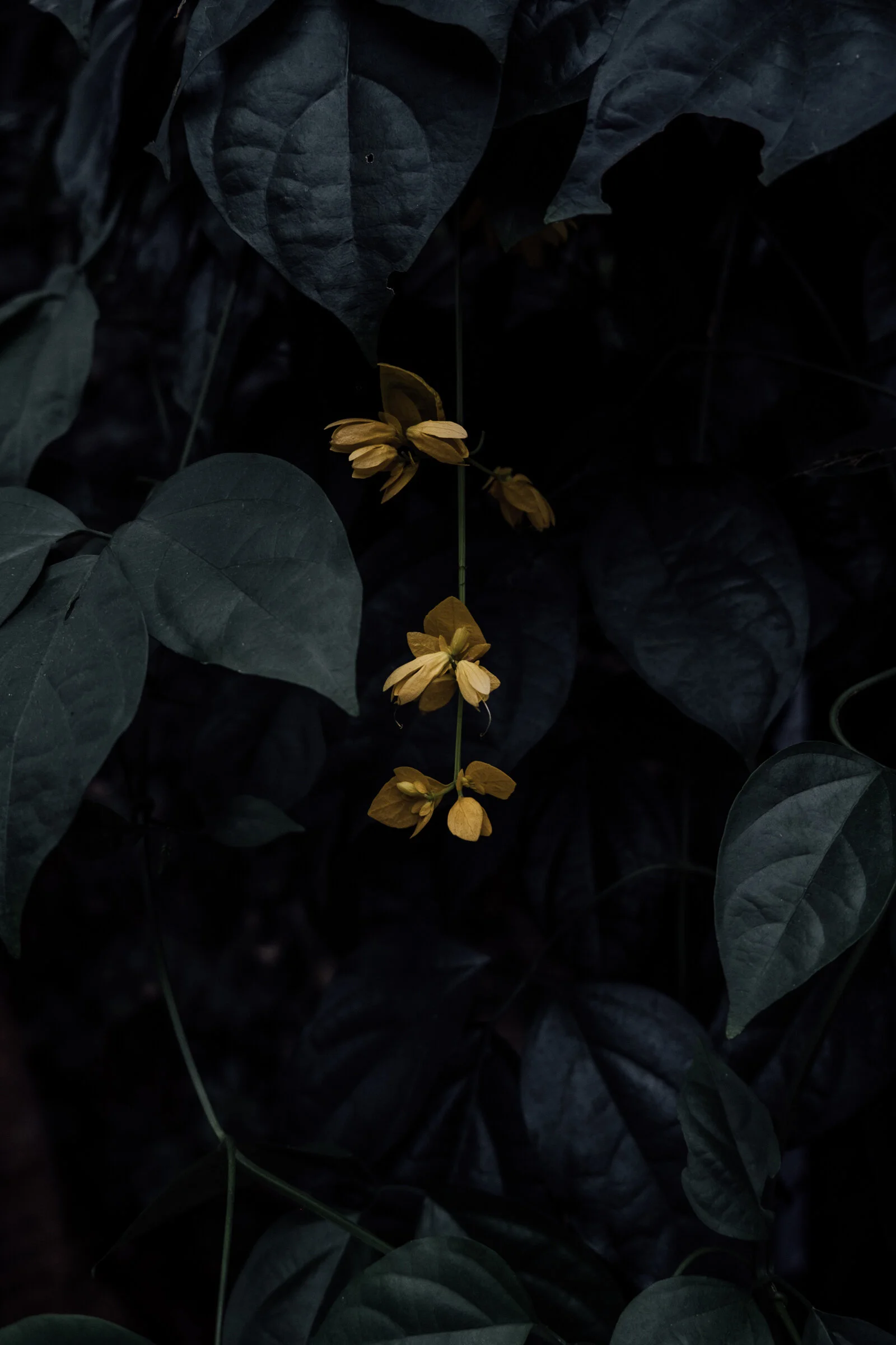 DC Botanical garden-1153.jpg