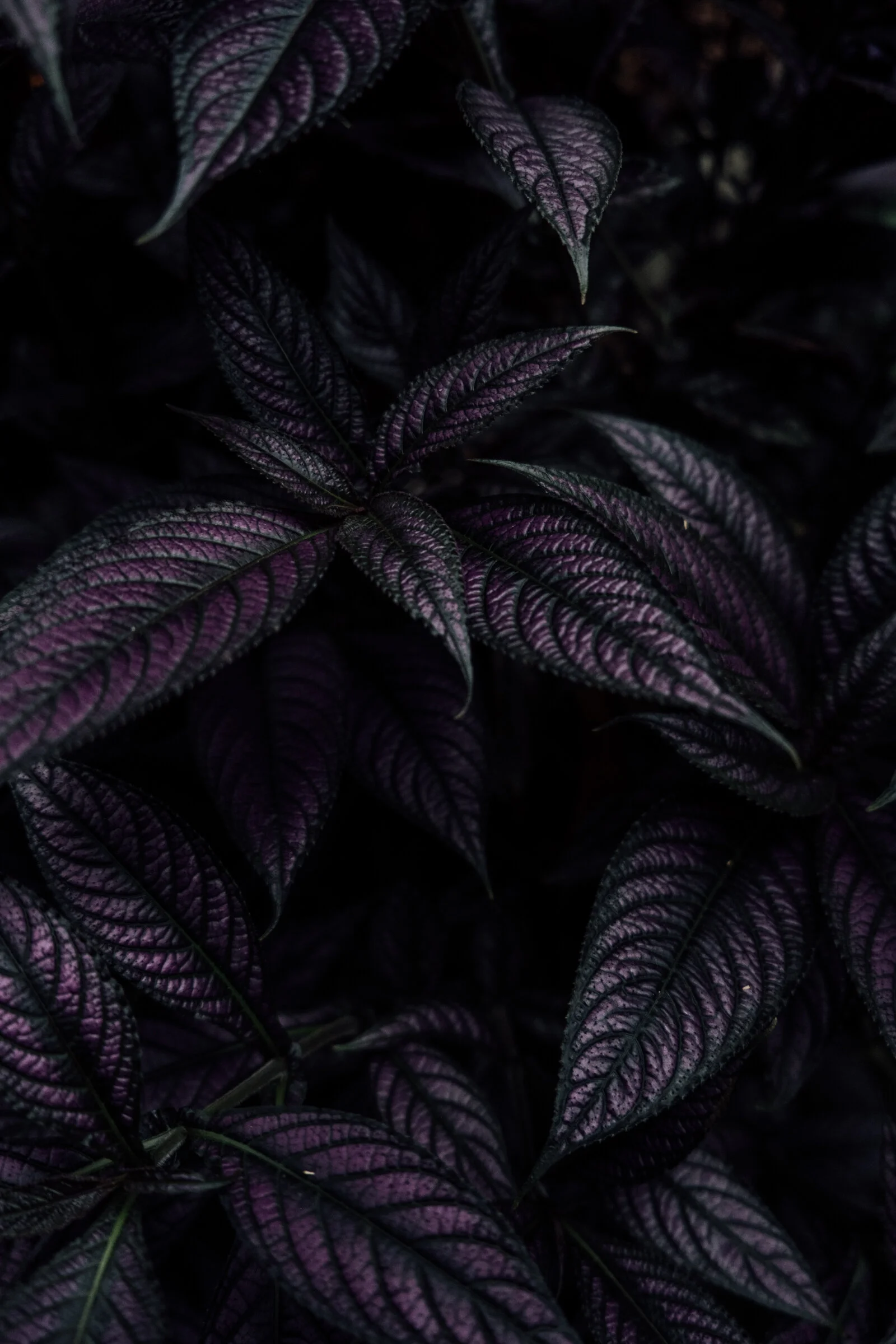 DC Botanical garden-1146.jpg