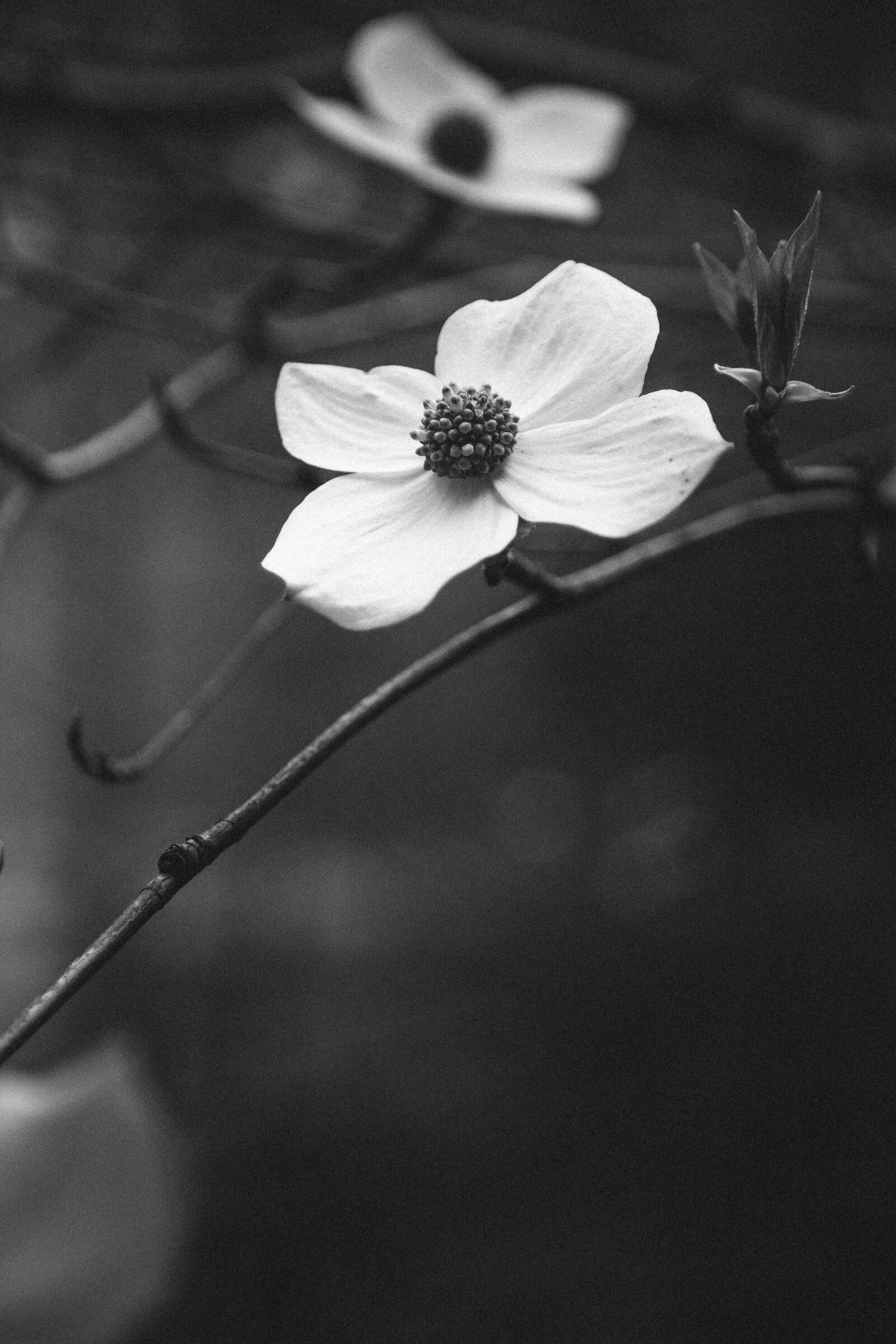 Dogwood-1915.jpg