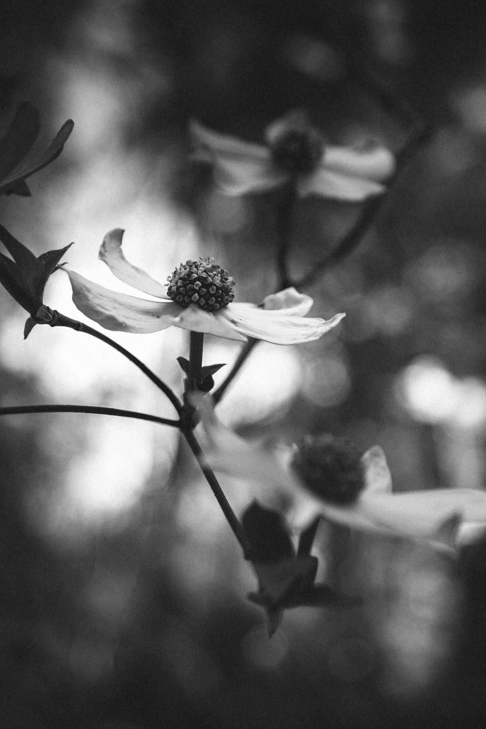 Dogwood-2283.jpg