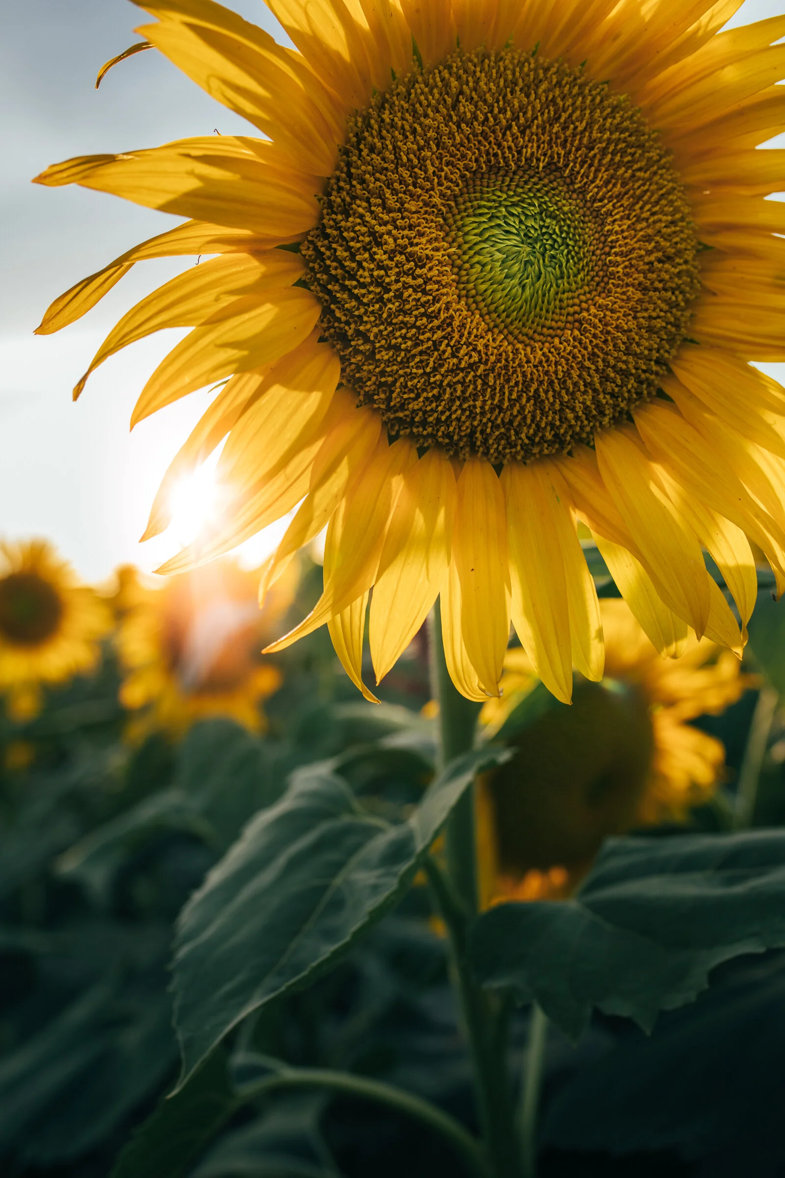 sunflowers-0992.jpg