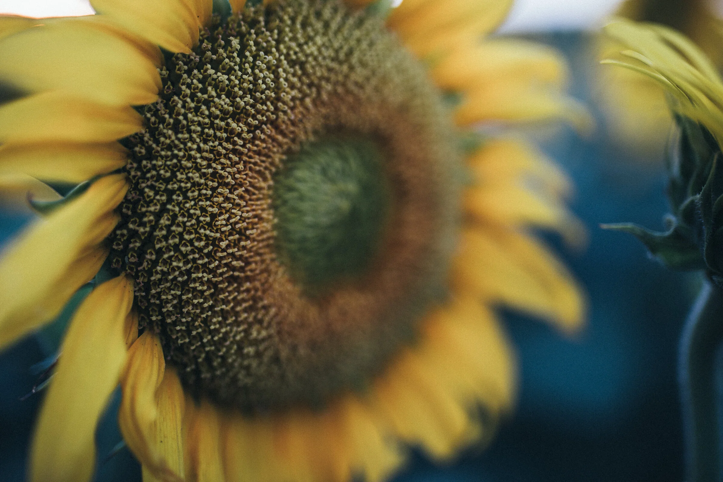 sunflowers-1122.jpg