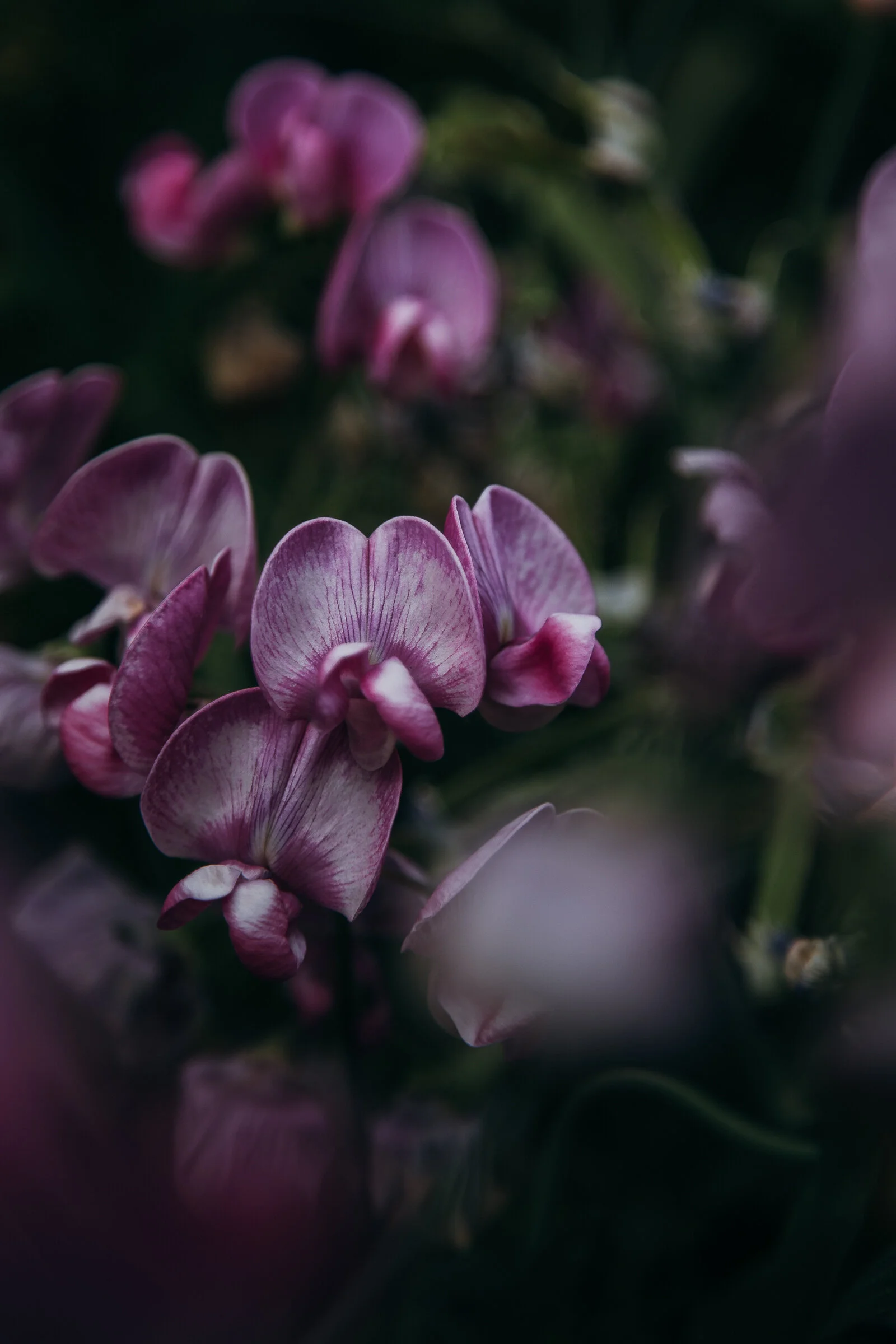 sweet pea-0177.jpg