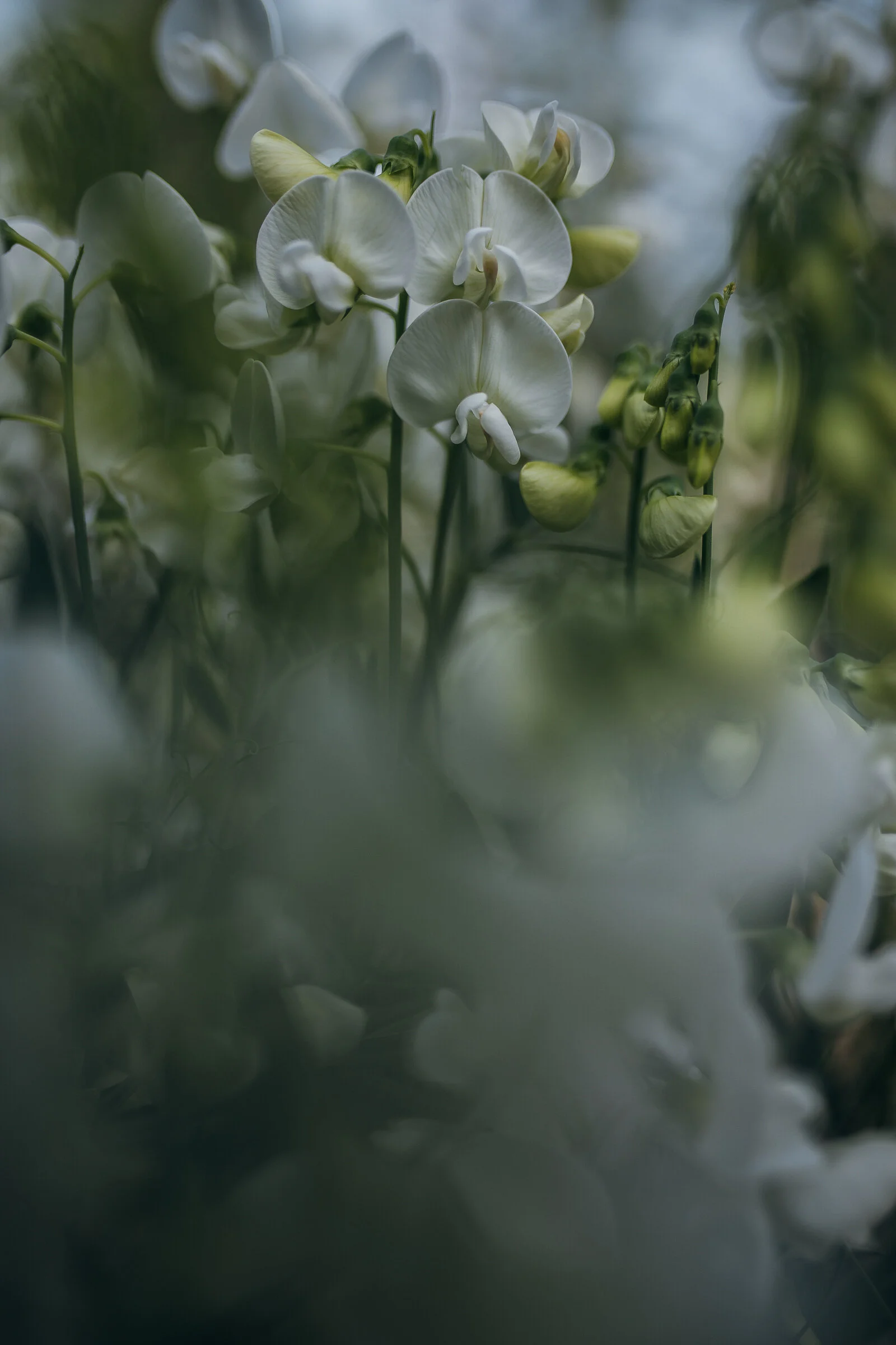 sweet pea-0382.jpg